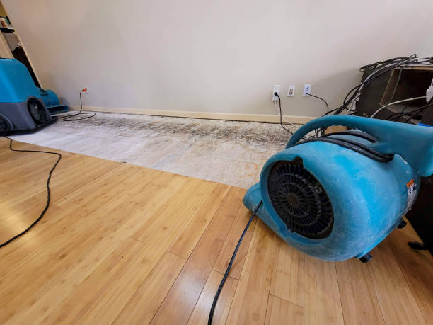 Reliable Basement Flood Cleanup contractor in Walker, LA by Hirex Water Damage
